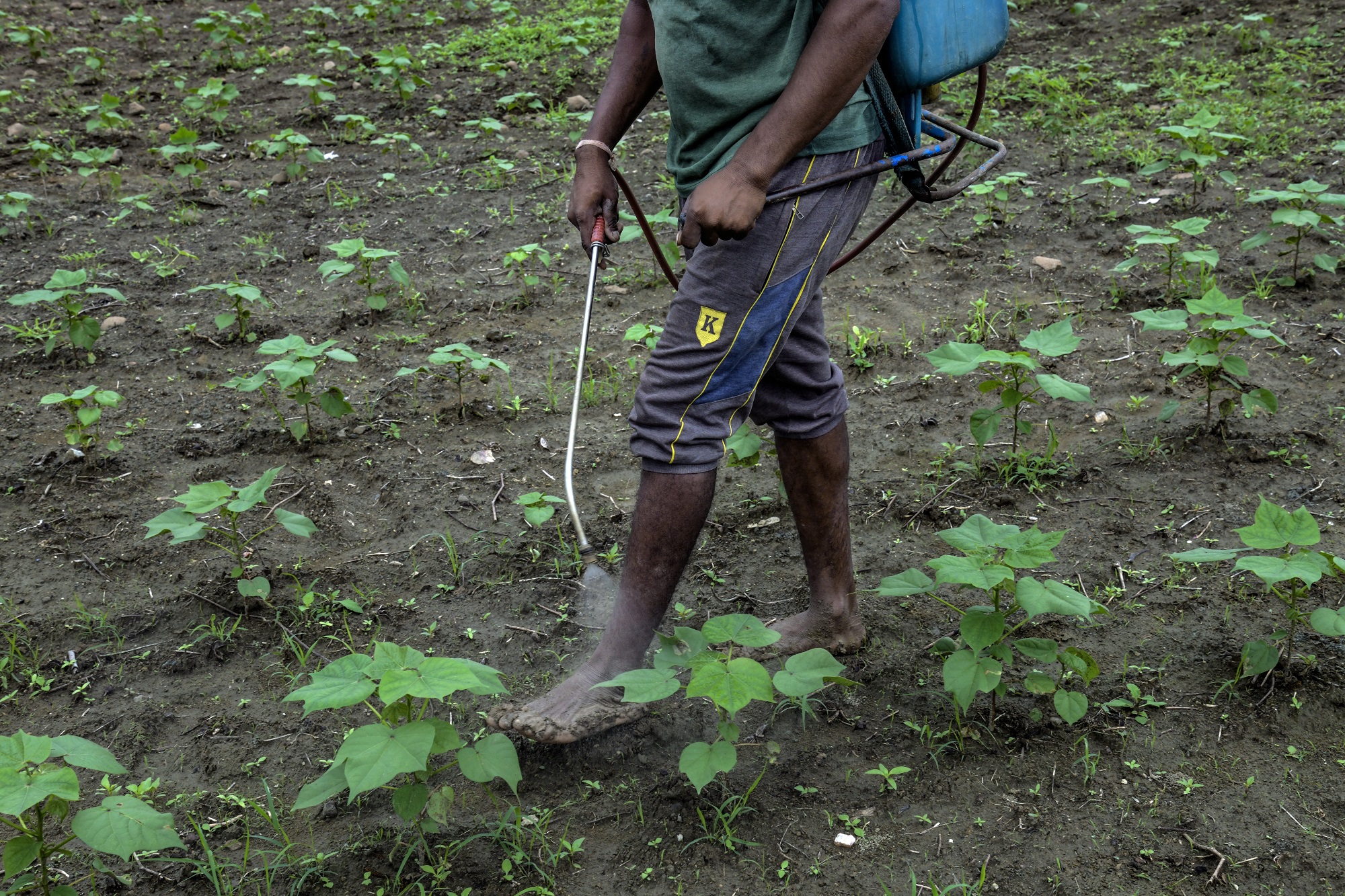 Épandage de pesticides extrêmement toxiques à pieds nus. Pour Akash, « porter des chaussures, ça ne va pas ». 